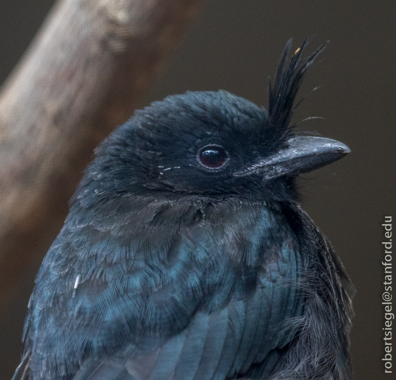 crested drongo